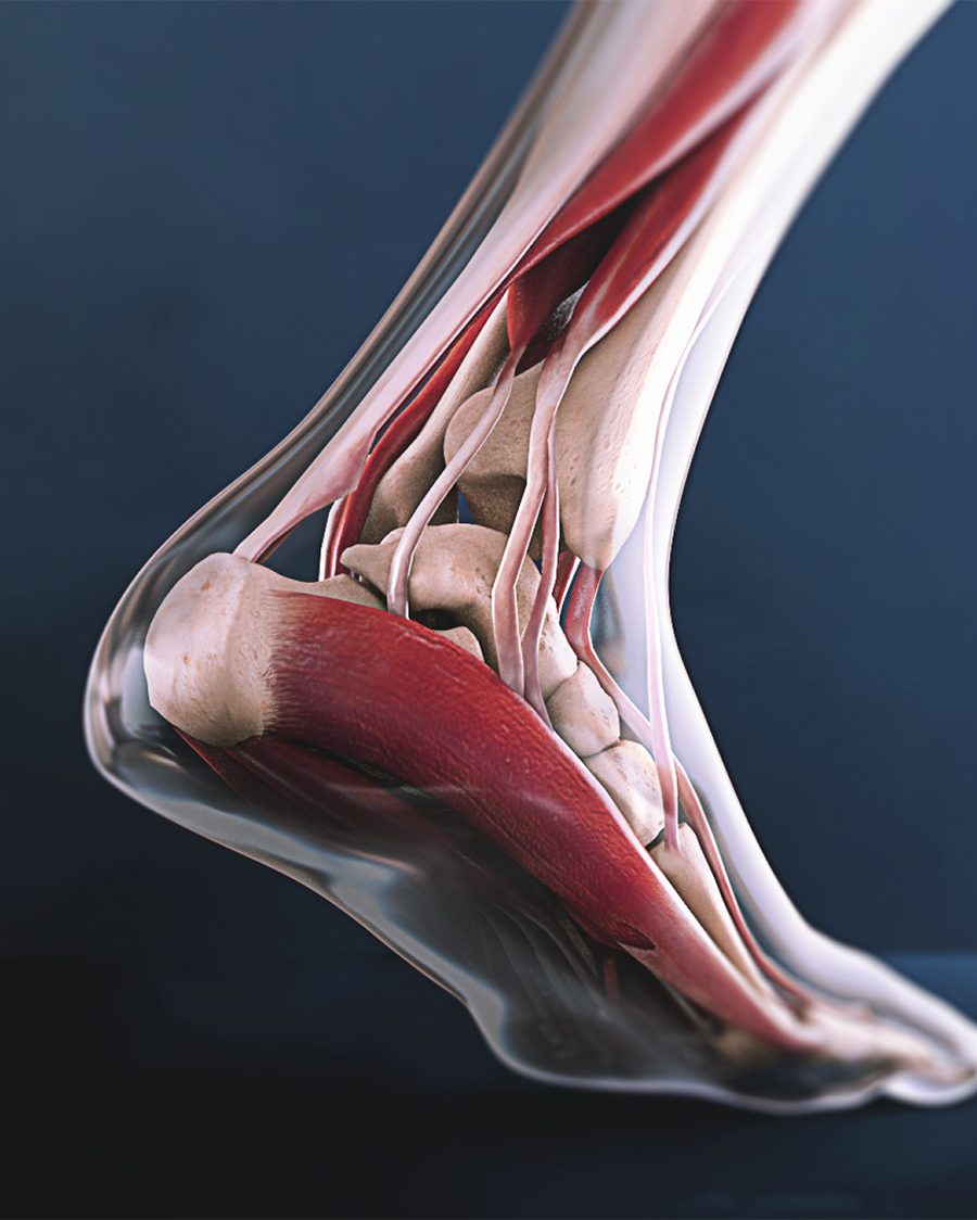 3D CGI Medical Render of foot and ankle anatomy created by Celf Creative
